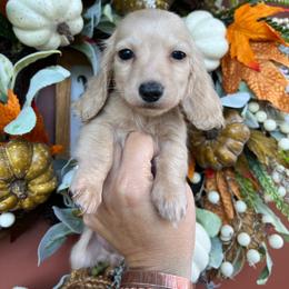 Cream girl one - Cream female Dachshund puppy in Payette, Idaho from NT Mini Doxies
