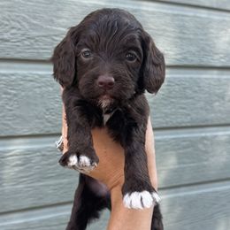 Strawberry - Brown and white female Bernedoodle puppy in Horseshoe Bend, Idaho from Over the Moon Poodles and Doodles