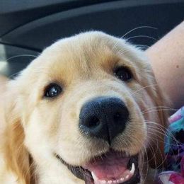 Golden Retriever, Goldendoodle, and Sheepadoodle Puppies from Guppy Puppies