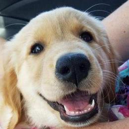 Golden Retriever, Goldendoodle, and Sheepadoodle Puppies from Guppy Puppies