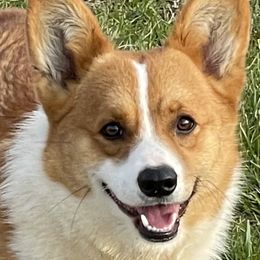 Roper  - Pembroke Welsh Corgi