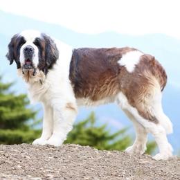 Saint Bernards from Horseshoe Drive Kennel