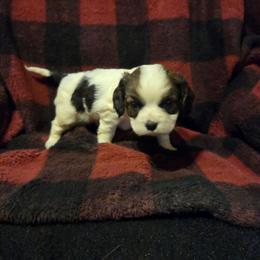 Boy 1 - Tri-color male Cavalier King Charles Spaniel puppy in Charity, Missouri from Missouri. Cavaliers