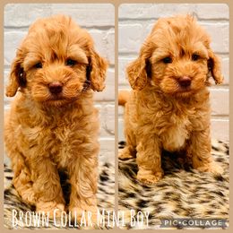Brown Collar Boy - Apricot male Goldendoodle puppy in San Augustine, Texas from Vintage Doodles