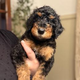 Cookie - AKC Limited - Phantom female Poodle puppy in Haines City, Florida from Noelle Poodles