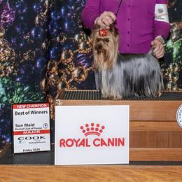 Abbey - Yorkshire Terrier