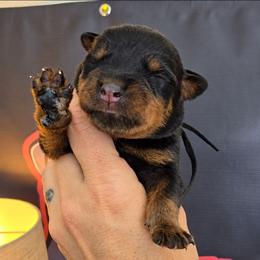 Black boy - Black and mahogany male Rottweiler puppy in Lake City, Florida from Haus Der Wut Kennels