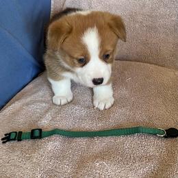 Girl 2 - Red female Pembroke Welsh Corgi puppy in Waxahachie, Texas from 4G Farms