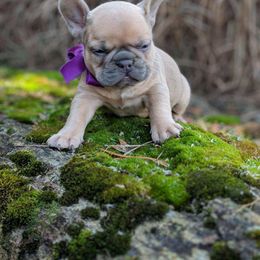 French Bulldog Puppies from Bleu Rock French Bulldogs