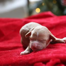 Pink collar - Apricot female Poodle puppy in Edmond, Oklahoma from The Redbud Roost