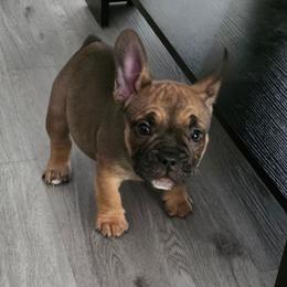 Red - Fawn male French Bulldog puppy in Whittier, California from West Coast Bullies & Frenchies
