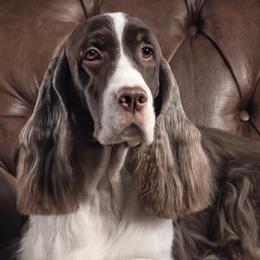 English Springer Spaniels from Windmoor