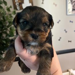 Houston - Black and tan male Yorkshire Terrier puppy in Beavercreek, Ohio from The Yorkie Den, LLC