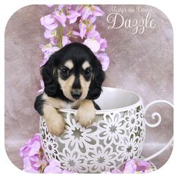 DAZZLE - Reserved - Black and cream female Dachshund puppy in Graceville, Florida from Misty's 101 Doxies