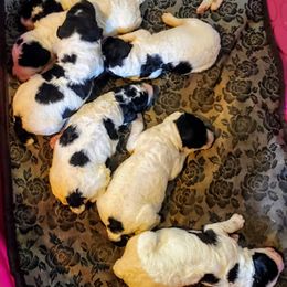 Aussiedoodle, Bernedoodle, and Poodle Puppies from Sis' Doodles & Poodles