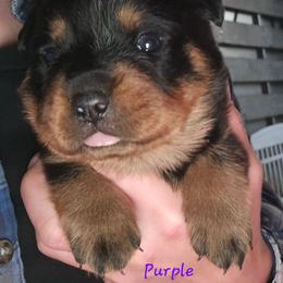 Purple - Black and mahogany female Rottweiler puppy in Tangent, Oregon from Raya's Royals