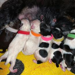 Miniature Schnauzer Puppies from Von Baron Schnauzers