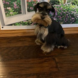 Millie - Miniature Schnauzer