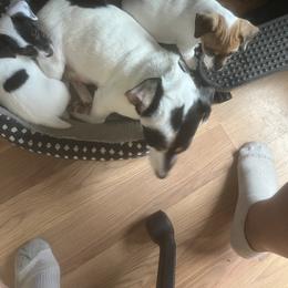 Border Collie and Jack Russell Terrier Puppies from CP FARMS BORDER COLLIES N JACKS CORP
