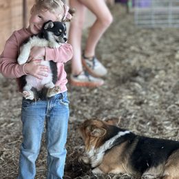Pembroke Welsh Corgi Puppies from Griswold Pembroke Welsh Corgis