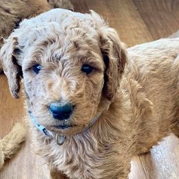 Aussiedoodles and Goldendoodles from Hickory Lane Doodles