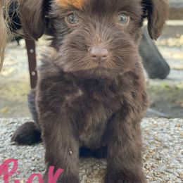 Miniature Schnauzer Puppies from Southern Magnolia Schnauzers