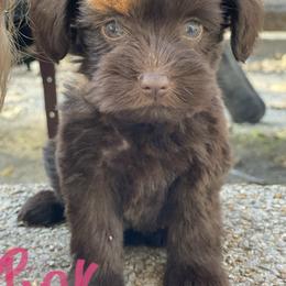 Miniature Schnauzer Puppies from Southern Magnolia Schnauzers