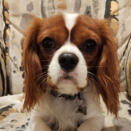 Jack - Cavalier King Charles Spaniel