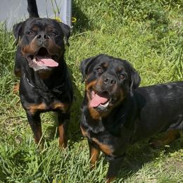 Rottweilers from Gray Kennels Rottweilers