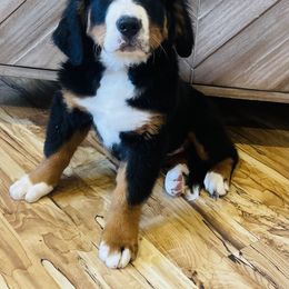 Theo - Black rust and white Bernese Mountain Dog puppy in Bozeman, Montana from My Next Best Friend