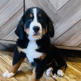 Theo - Black rust and white Bernese Mountain Dog puppy in Bozeman, Montana from My Next Best Friend