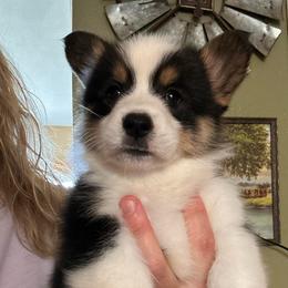 Titus - Black and tan male Pembroke Welsh Corgi puppy in New Auburn, Wisconsin from Cordell Corgis