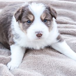 Border Collie Puppies from Silver Creek Ridge