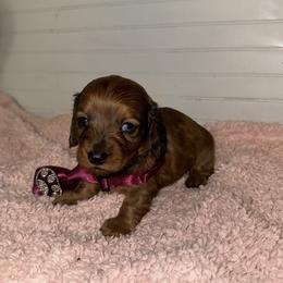 Dachshund Puppies from Wiggle Weens