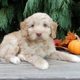 Simon - Apricot male Labradoodle puppy in Millersburg, Ohio from My Pals