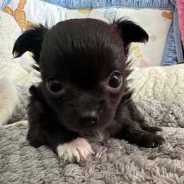 Serenity - Black and white Chihuahua puppy in Coweta, Oklahoma from Green Country Chihuahuas