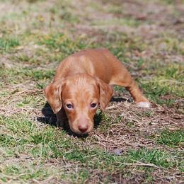 AKC Amber - Dapple female Dachshund puppy in Billings, Missouri from Bundles of Joy