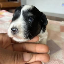 Rhaenyra - Parti female Miniature Schnauzer puppy in Menifee, California from Moonshine’s Minis