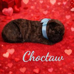 Choctaw - Tiger male Perro de Presa Canario puppy in Horizon, Texas from Mesquite Creek Kennels