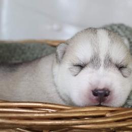 Siberian Husky Puppies from Tricia's Siberians LLC
