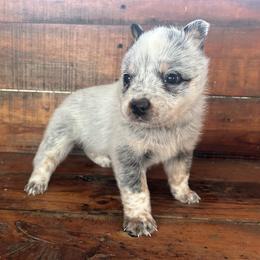 Girl 2 - Blue speckled female Australian Cattle Dog puppy in Mooresboro, North Carolina from Grog Creek Kennel