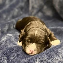 Girl 1 - Black and white female Cavapoo puppy in Draper, Utah from Peaks Pups — Exceptional by Nature. Raised with Purpose.