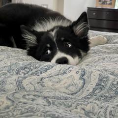 Icelandic Sheepdog Puppies from Windswept Icelandic Sheepdogs