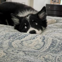 Icelandic Sheepdog Puppies from Windswept Icelandic Sheepdogs
