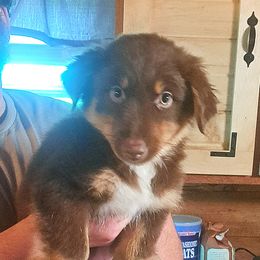 Australian Shepherd Puppies from Waggle Time Farms