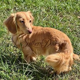 Breeze - Dachshund