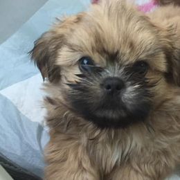 Shih Tzus from Fuzzy Wuz Shih Tzus
