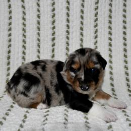 Juniper - Blue merle female Australian Shepherd puppy in Stephenville, Texas from Rockin B Australian Shepherds