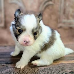 Boy 1 - Cream sable parti male Pomeranian puppy in Davenport, Washington from Lovely Ladies and Little Asses Miniature Equines (L3A Pomeranians & Papillons)