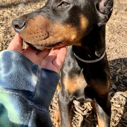 Doberman Pinscher Puppies from Von Schaaf Haus DuPree